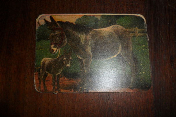 Antigua Figurita Album Animal Animalito Burro Burrito 0