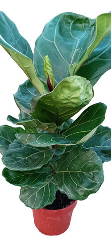 Ficus Lyrata. Gran Tamaño 0