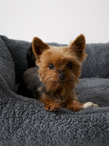 Camas Para Mascotas - Alondra Home 0