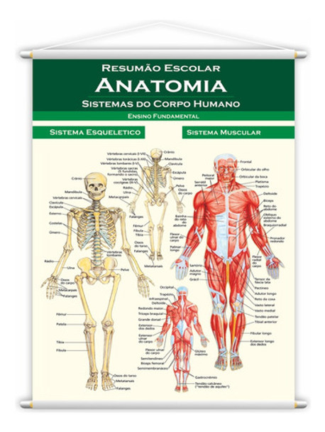 Banner Anatomia Escolar Pedagogico - Ensino Fundamental 0
