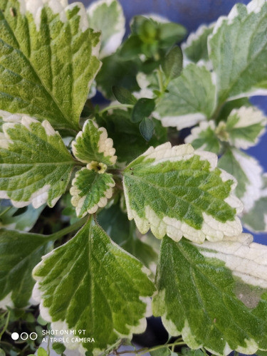 Planta De Incienso 0