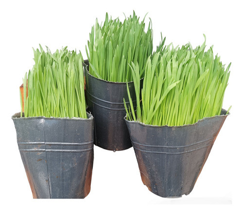 Pasto Para Gato X3 Unid Hierba Gatera Gatuna Envios Isiflor 0