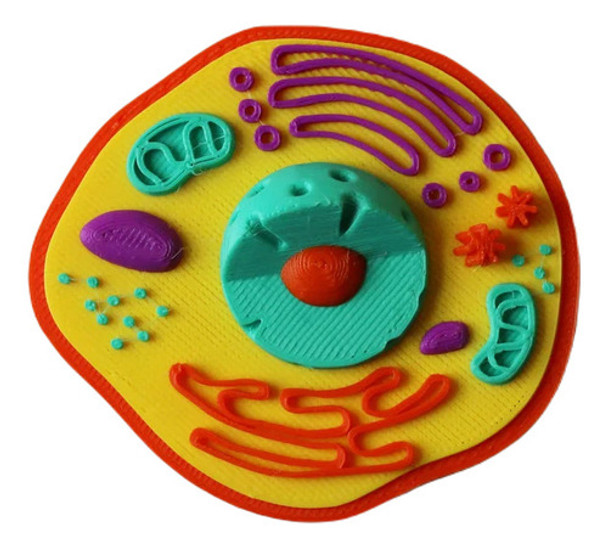 Modelo De Celula Animal Educativo 0 Modelo De Celula Animal Educativo 0