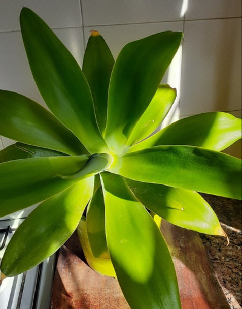 Planta Agave Atenuatta 0