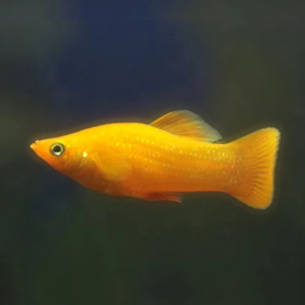 Molly Amarilla Oferta Mundo Acuatico 0