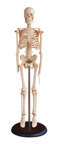 Esqueleto Humano Adulto Completo Com 45cm 0