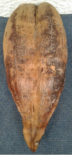 Coco Proveniente Playa Anakena. Isla De Pascua. 0