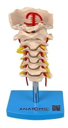 Modelo Anatômico Da Coluna Vertebral Cervical 0
