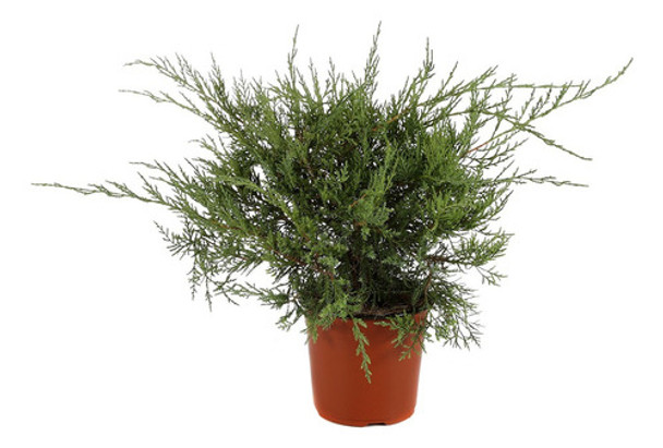 Juniperus Chinensis  Sargentii 0