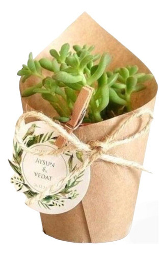 60 Mini Cactus Suculentas Plantitas N6 Eventos Isiflor 0