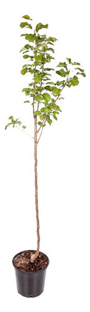 Membrillo Planta - 3 Años 2mts. Vivero Hab.xsenasa. Entregas 0