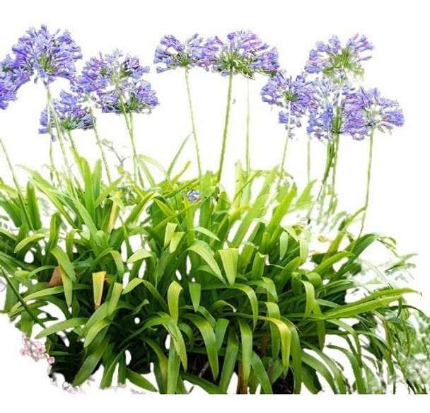 Agapantos. Vivero Sol 0