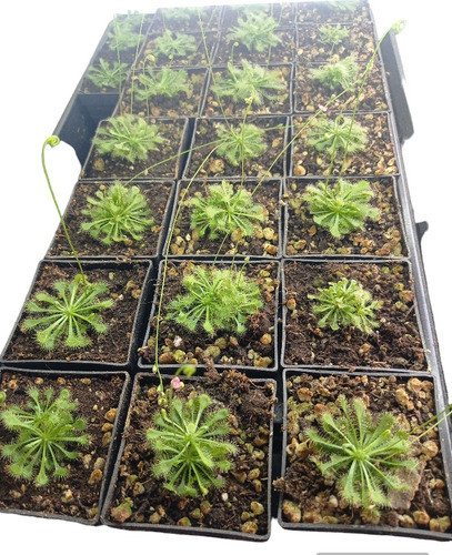 Planta Carnívora Drosera 0