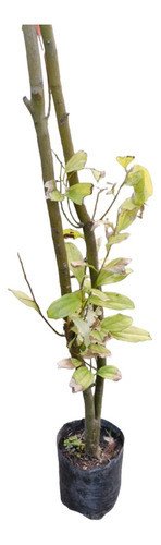 Arbol De Canela 0