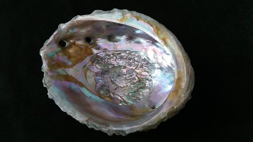 Espectacular Valva Haliotis Ruber Nacar Multicolor 2 0