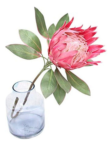 Calcifer 1 Uds 75 Cm El Rey Protea (protea Cynaroides) Plant 0