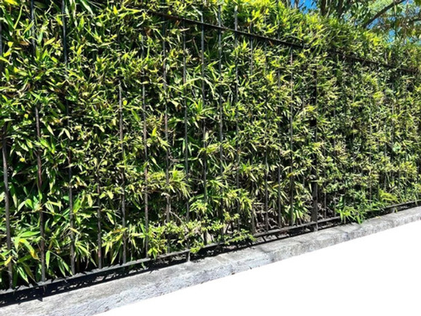 20 Plantas De Cañas Bambú, Tacuara, Bamboo (ideal Cercos) 0 20 Plantas De Cañas Bambú, Tacuara, Bamboo (ideal Cercos) 0