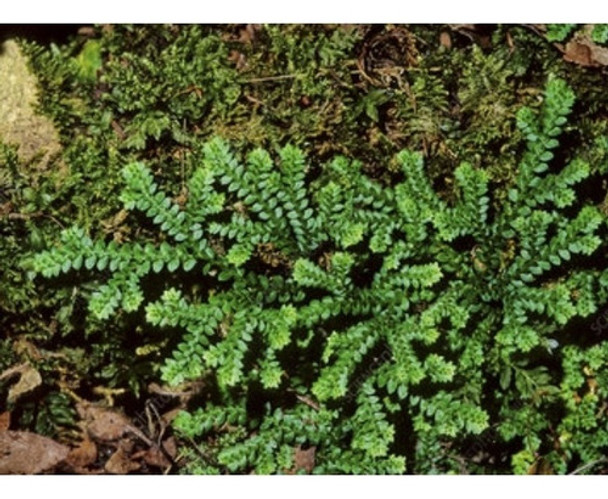 Pack De Plantas Para Terrarios/paludarios/musgarios 0