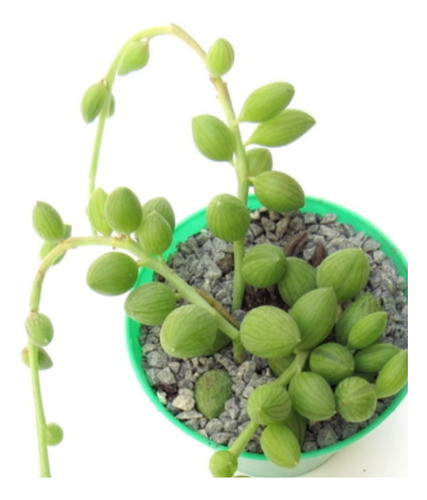 Senecio.m10 0