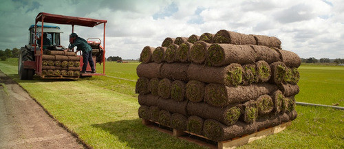 Césped En Rollo Axonopus 0