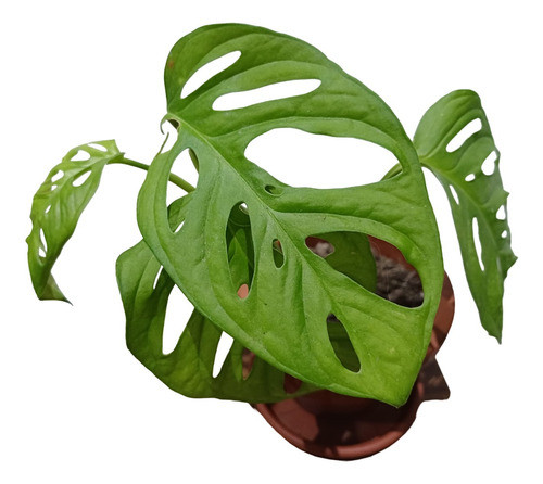 Planta Monstera Adansonii 0