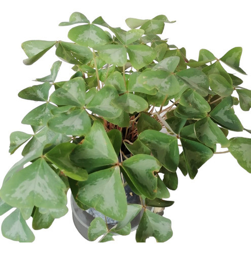 Trébol Blanco De Jardín 0