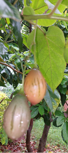 Planta Chilto Tomate En Arbol 0