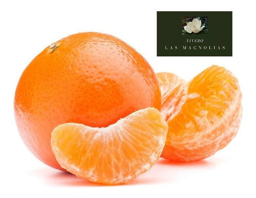 Mandarina Criolla - Plantas Certificadas 0