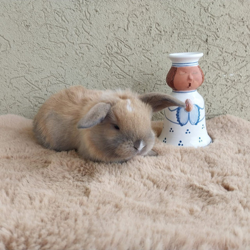 Conejos Mini Holland Lop 0