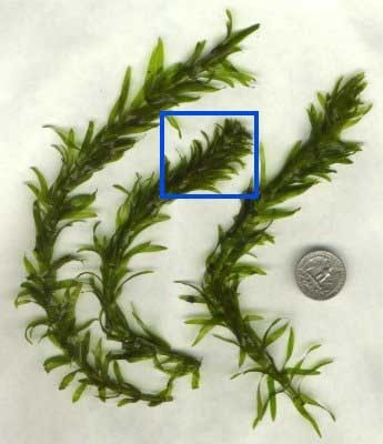 Planta Elodea; Surtida!! Elegi Mundo Acuatico 0