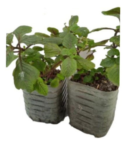 Dolar Negro  ( Grande ) Mirar Tamaño ?..  No Hago Envios 0