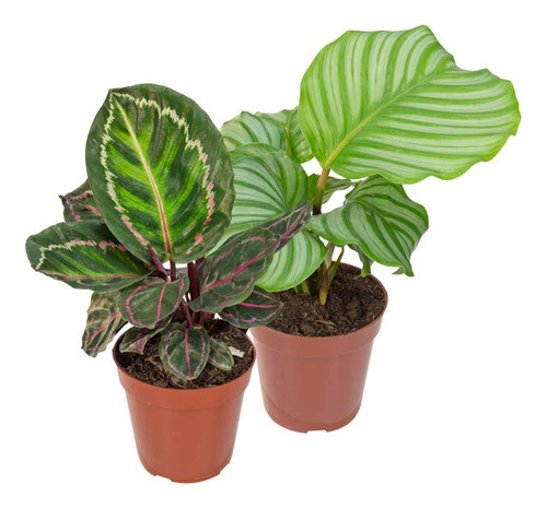 Calathea Variadas P12 0