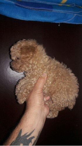 Canichitos Mini Toy Hembritay Machito 0