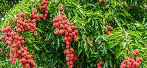 Lichi Acode 0