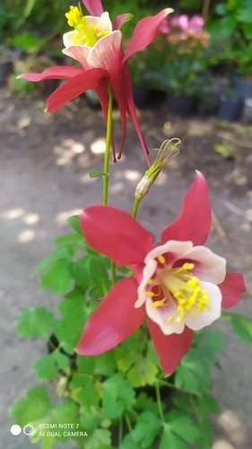 Aquilejias En Flor. Color Rojo 0