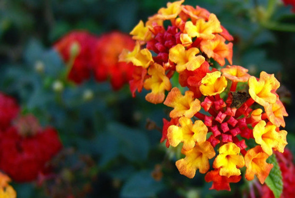 Lantana Puerto Jardín Plantas 0 Lantana Puerto Jardín Plantas 0