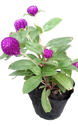 Floral Siemprevivas Violetas 0