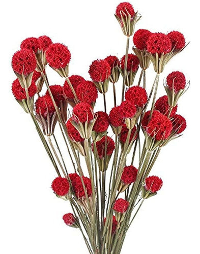 Xhxstore 40 Piezas Ramo De Flores Secas Naturales Craspedia 0
