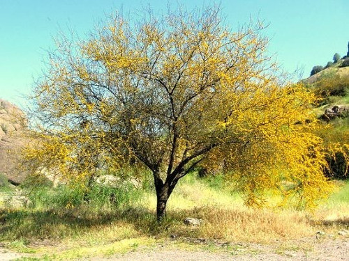 Espinillo - Acacia Caven 0