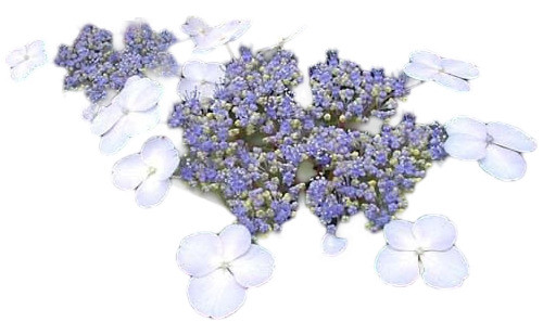 Hortensia Japonesa 0