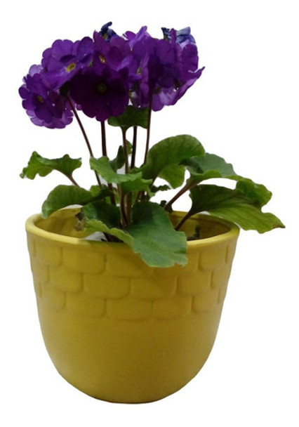 Porta Maceta Macetero De Piso Cerámica  16 Cm De Alto 19 Ø 0