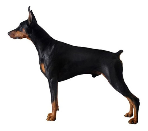 Dean Y Tyler - Cesta De Alambre De Bozal Tamaño No D3 - Ext 0