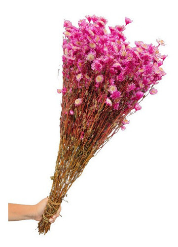 Sempre Viva Rodante Rosa Pink Seca Desidratada Decoração 0