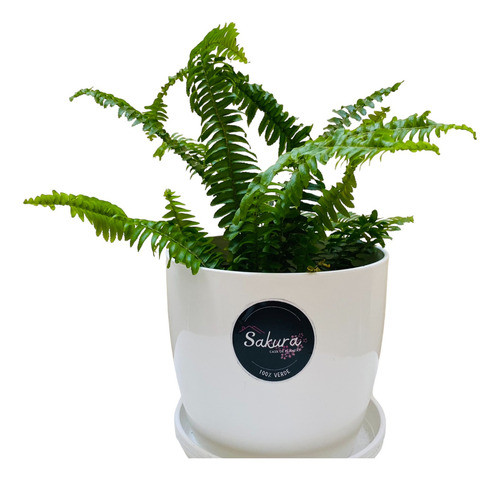 Helecho Planta + Maceta 0