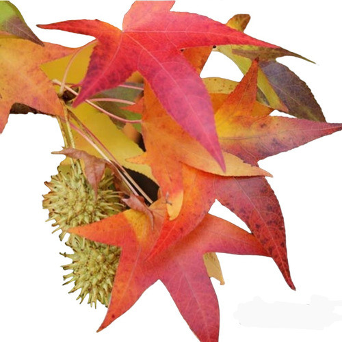 Liquidambar Styraciflua Naturaleza Activa 0