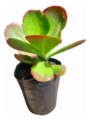 Kalanchoe Thyrsiflora, Planta Suculenta. Hacemos Envíos 0
