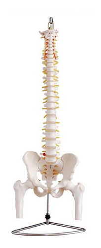 Coluna Vertebral Com Pélvis E Cabeça Do Fêmur 0