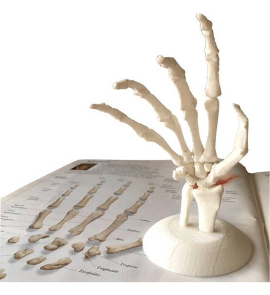 Huesos Estudio Anatomía Anatomykits 0