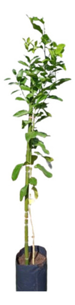 Limonero Variegado 4 E - H E R M O S O - E.gratis Amba 0