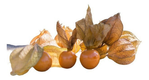 Physalis Selecionadas -100 Unid -para Doces Finos E Bolos 0